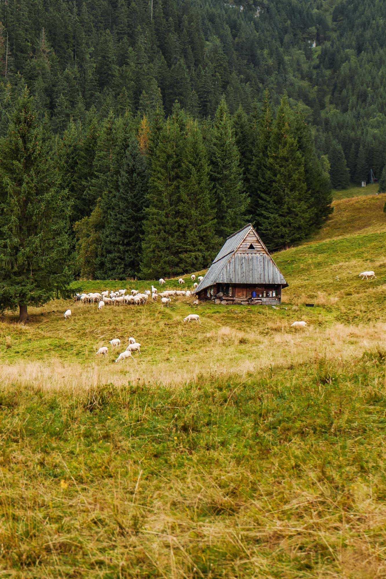 _DSC0333